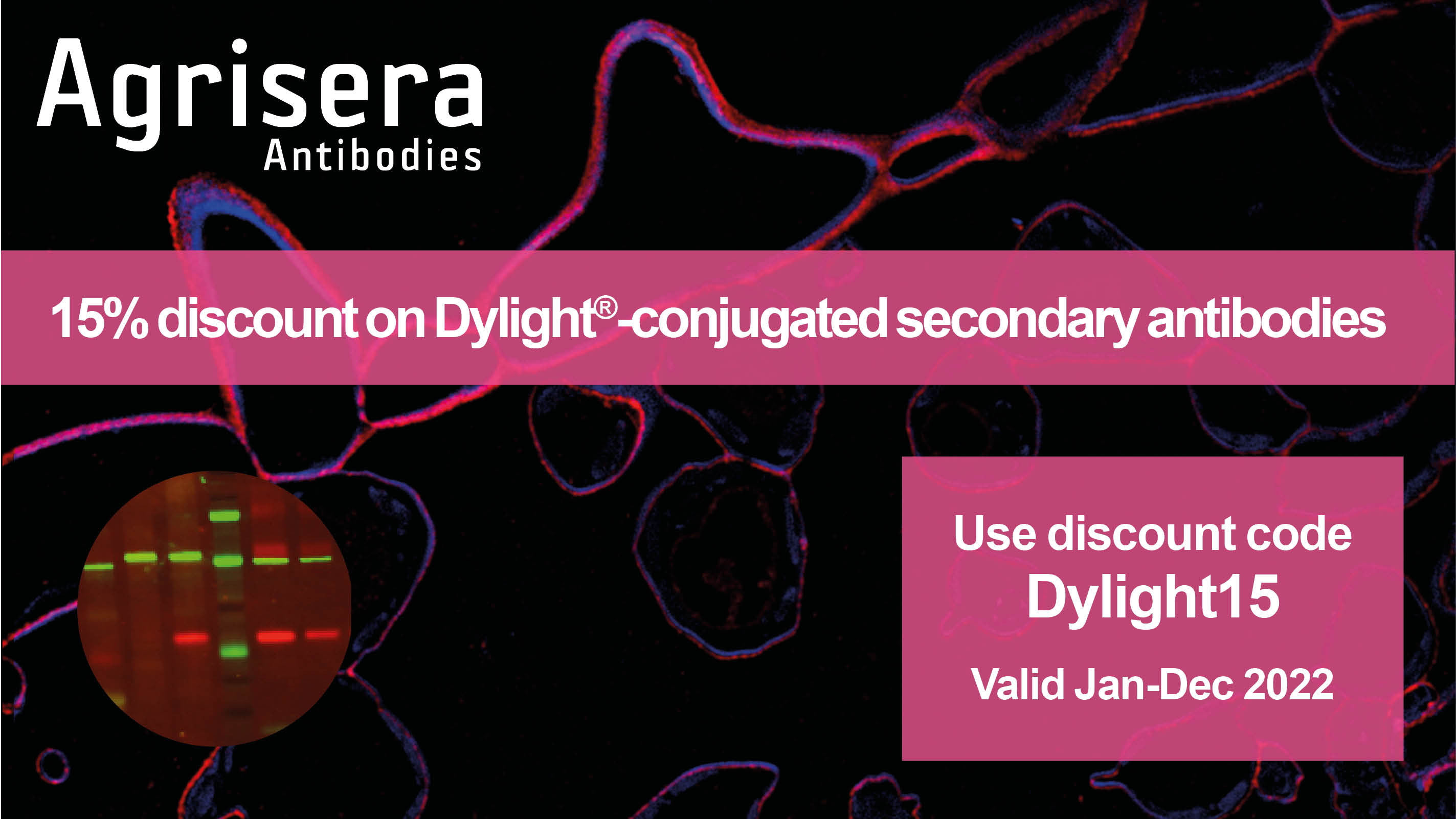 Agrisera Dylight Secondary Antibody Promo